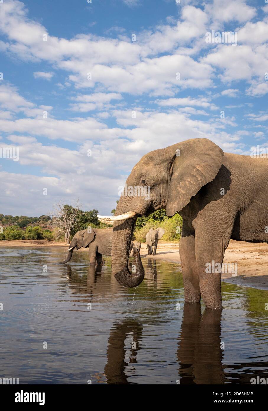 Portrait vertical d'un gros éléphant debout sur le bord De l'eau potable de la rivière Chobe avec ciel bleu dans le Contexte au Botswana Banque D'Images