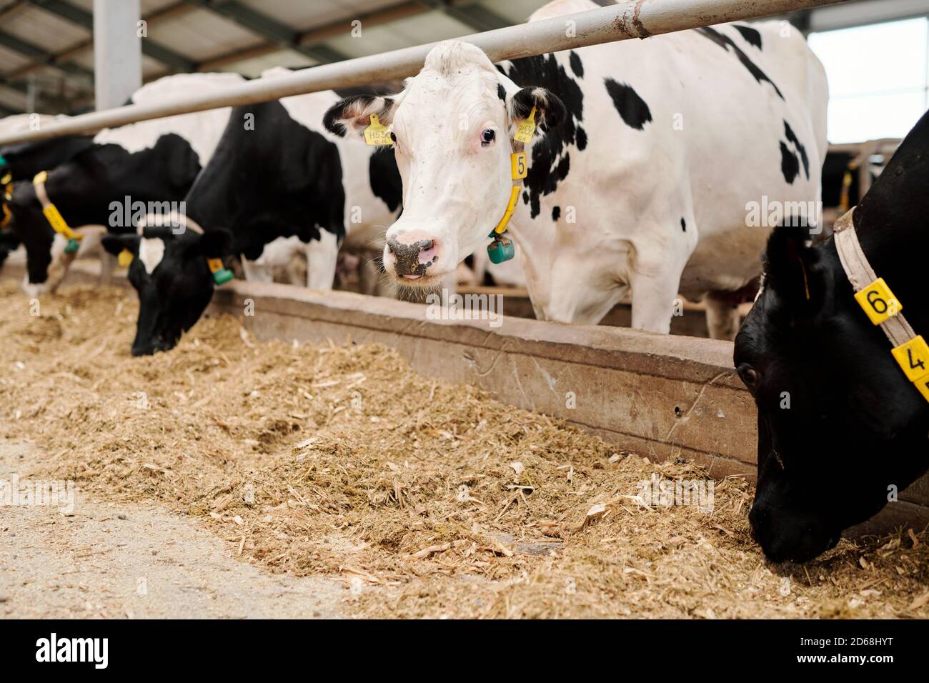 Groupe de vaches laitières dans des colliers debout dans la stalle de bétail et manger du foin à la ferme laitière Banque D'Images