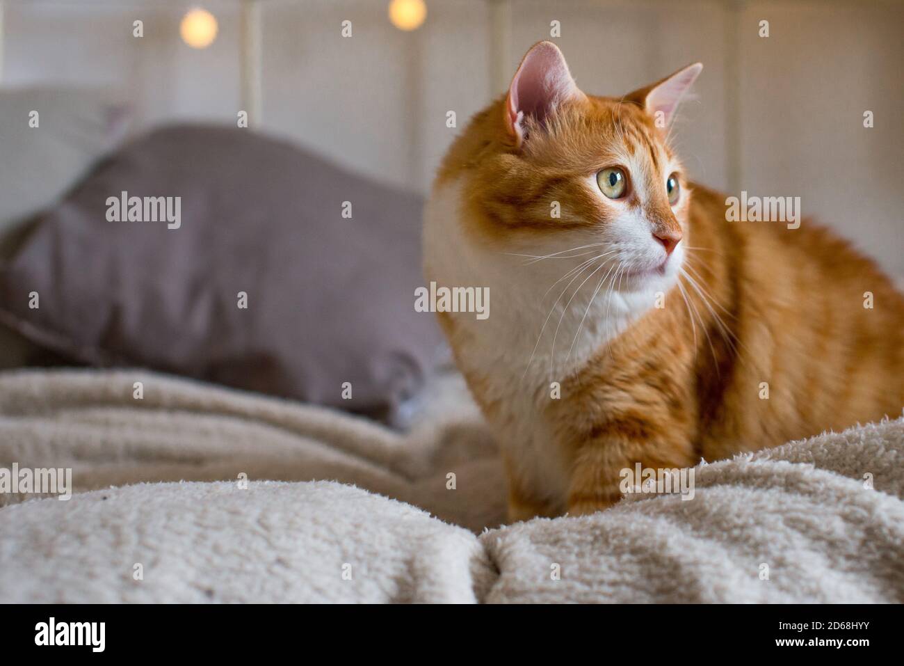 Un chat gros et gras au gingembre est assis sur une couverture blanche et douce sur le lit. Il y a des lumières bokeh en arrière-plan. Chambre confortable. Vue sur l'automne ou l'hiver. Banque D'Images