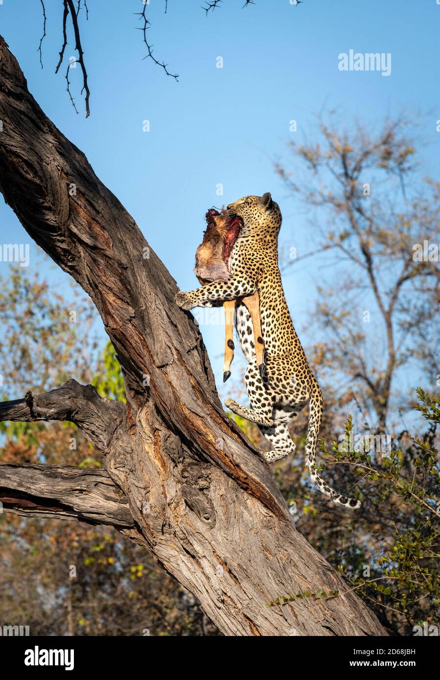 Portrait vertical d'un léopard adulte grimpant sur une tenue d'arbre Sa proie dans sa bouche dans le delta de Savuti Okavango dans Botswana Banque D'Images