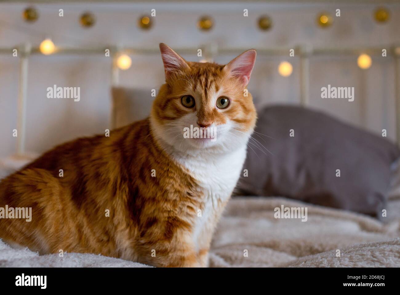 Un chat gros et gras au gingembre est assis sur une couverture blanche et douce sur le lit. Il y a des lumières bokeh en arrière-plan. Chambre confortable. Vue sur l'automne ou l'hiver. Banque D'Images