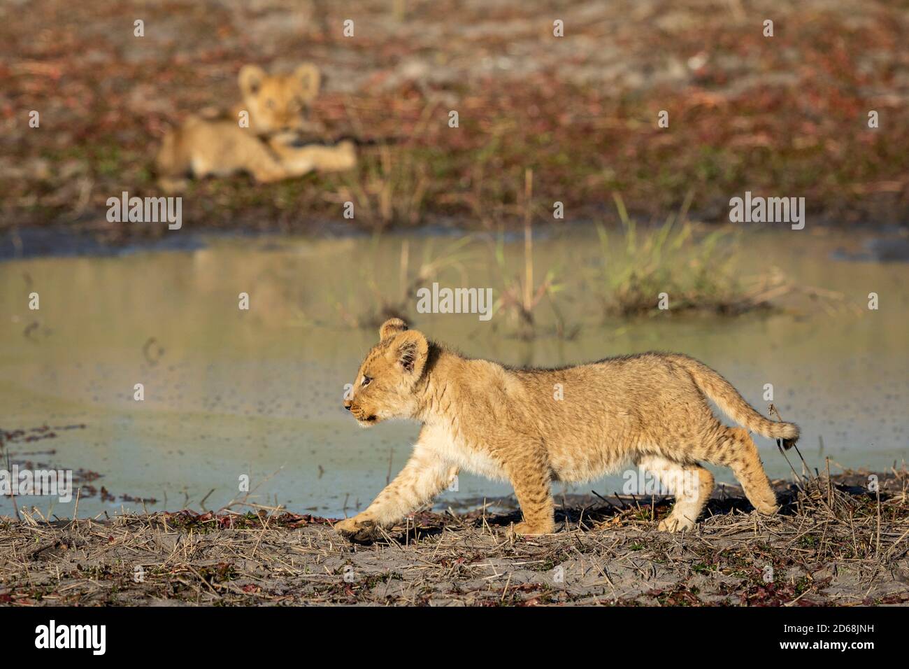Lion cub marchant au bord de l'eau le matin Soleil à Savuti au Botswana Banque D'Images