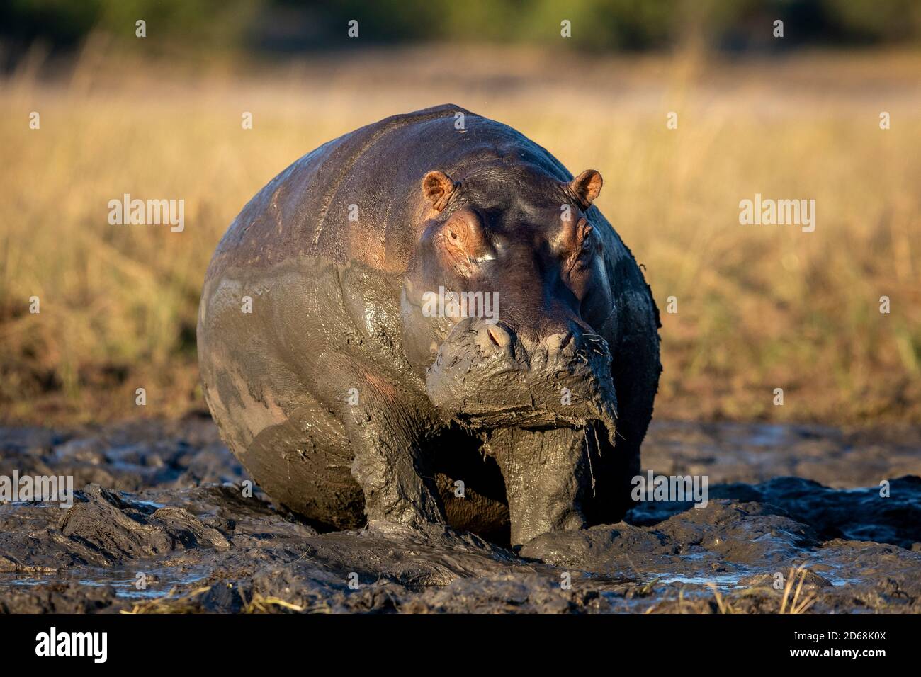 Immense hippopotame assis dans la boue de la rivière Chobe au Botswana Banque D'Images