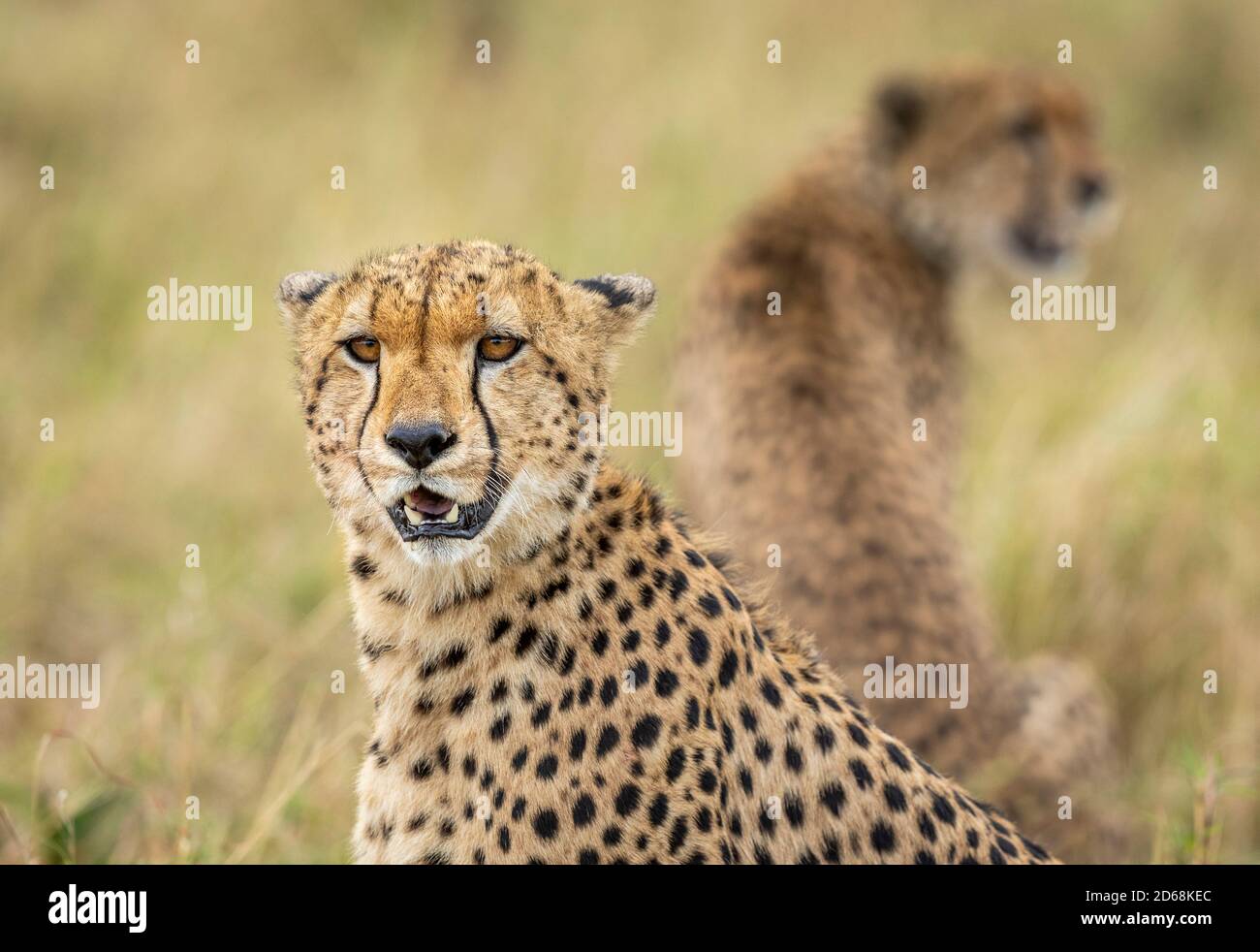 Gros plan sur le visage de la guépard avec un autre assis Le fond à Masai Mara au Kenya Banque D'Images