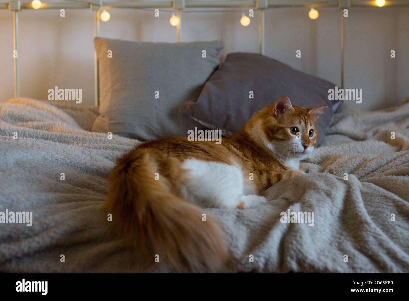 Un chat gros et gras au gingembre est assis sur une couverture blanche et douce sur le lit. Il y a des lumières bokeh en arrière-plan. Chambre confortable. Vue sur l'automne ou l'hiver. Banque D'Images