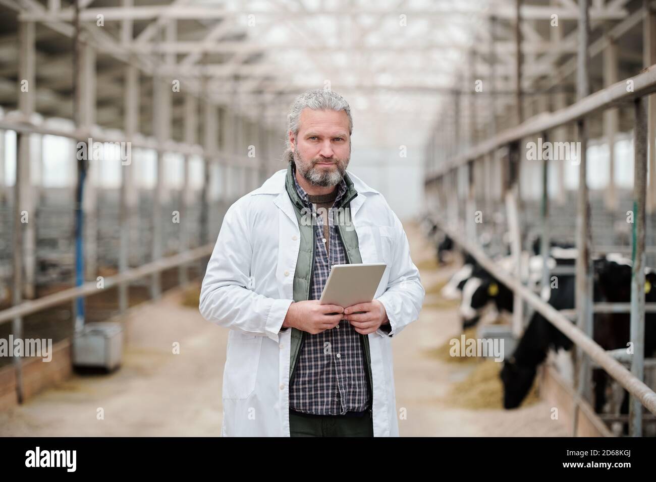 Portrait de vétérinaire de vache à poil gris debout dans un manteau blanc grange de la ferme laitière et en utilisant le comprimé Banque D'Images