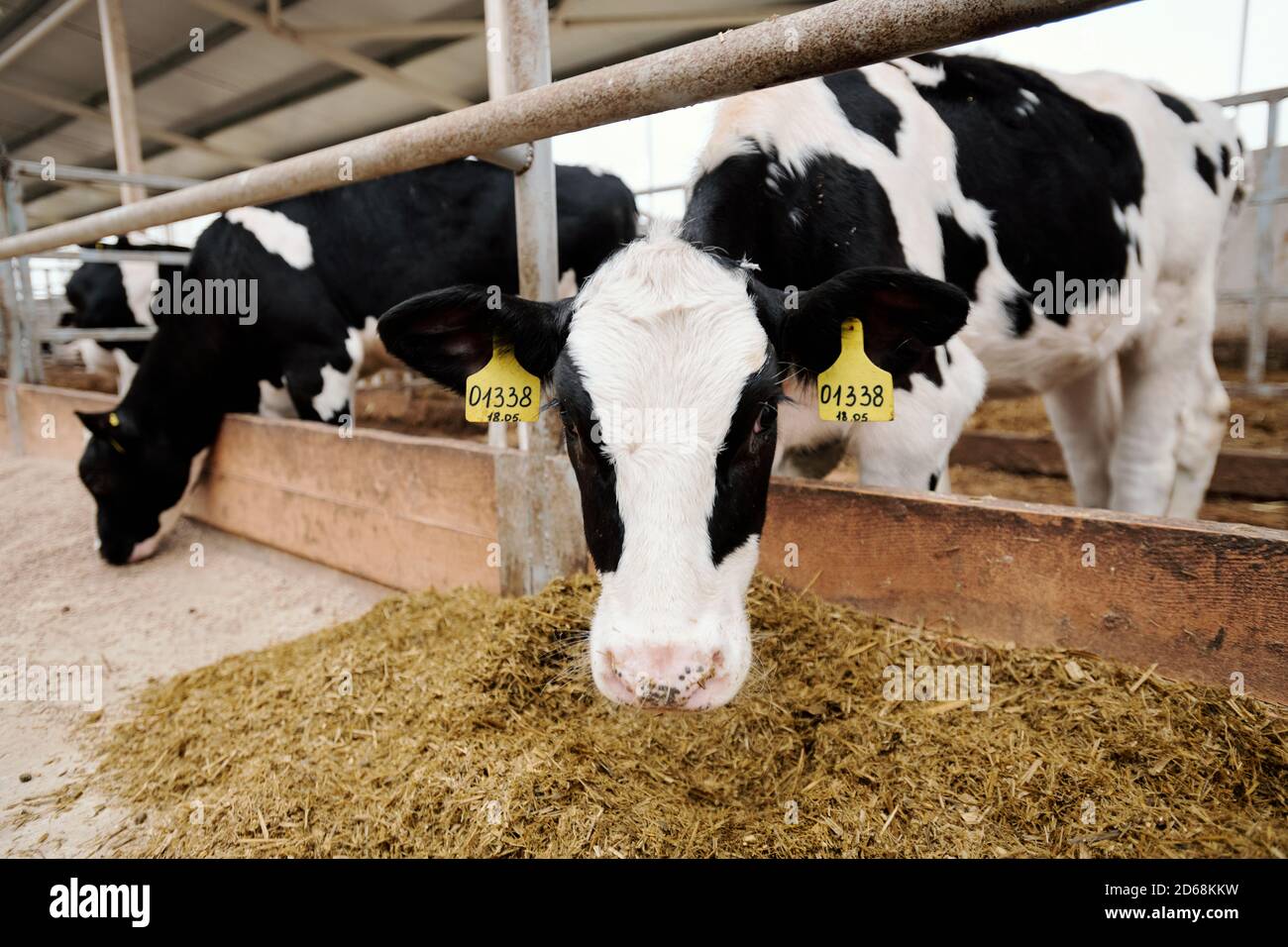 Les vaches noires et blanches avec des étiquettes numériques debout dans le bétail caler et manger du foin à la ferme Banque D'Images