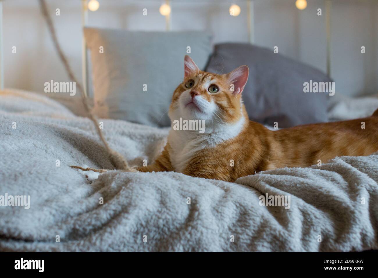 Un chat gros et gras au gingembre est assis sur une couverture blanche et douce sur le lit. Il y a des lumières bokeh en arrière-plan. Chambre confortable. Vue sur l'automne ou l'hiver. Banque D'Images