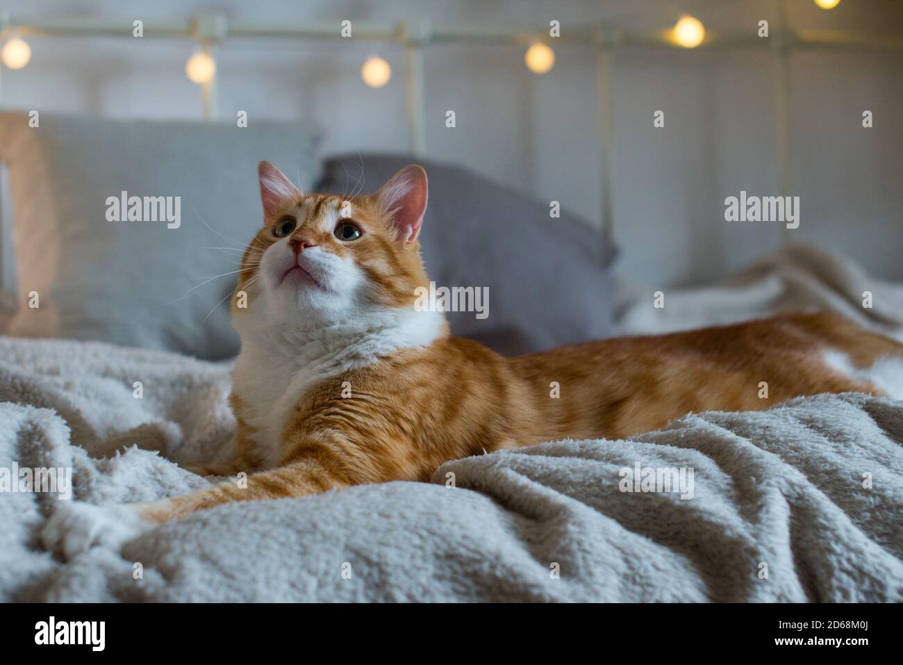 Un chat gros et gras au gingembre est assis sur une couverture blanche et douce sur le lit. Il y a des lumières bokeh en arrière-plan. Chambre confortable. Vue sur l'automne ou l'hiver. Banque D'Images