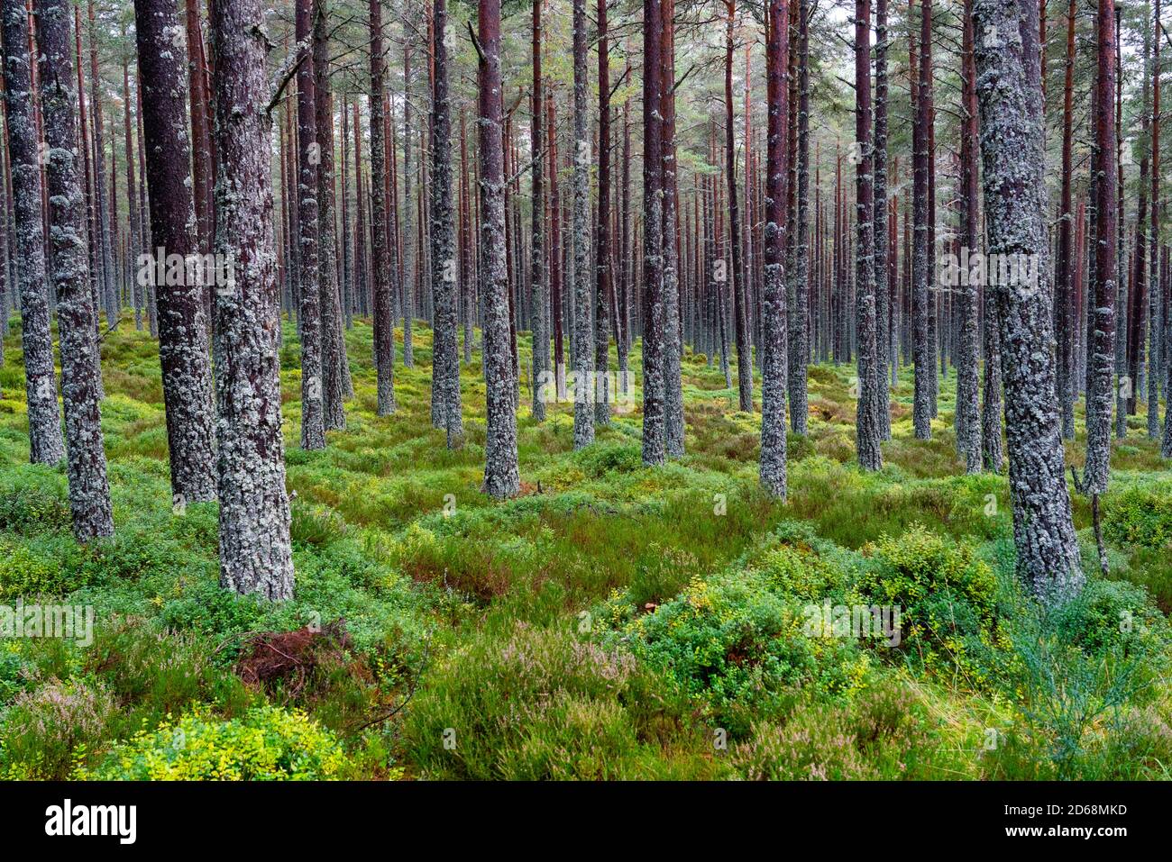 Vue sur les arbres dans les bois de Glenmore dans le parc national de Cairngorms, Écosse, Royaume-Uni Banque D'Images