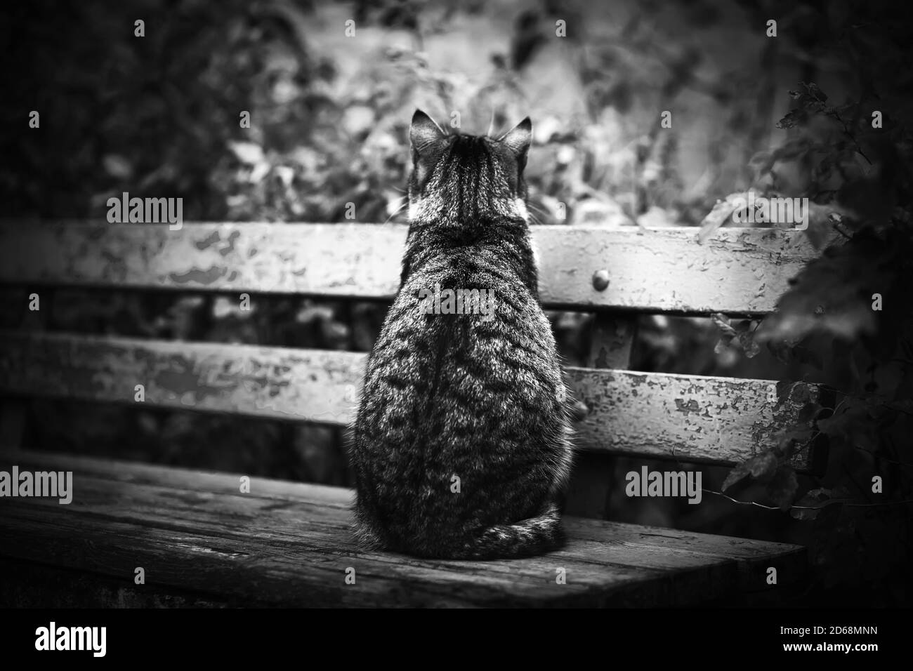 Image en noir et blanc d'un chat errant assis seul sur un vieux banc de bois battu au milieu du feuillage d'été. Banque D'Images
