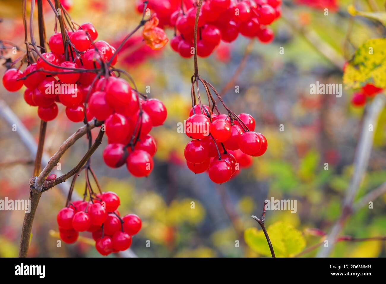 Les fruits rouges du viburnum sont suspendus sur un arbre lors d'une journée d'automne ensoleillée, avec une attention sélective. Banque D'Images