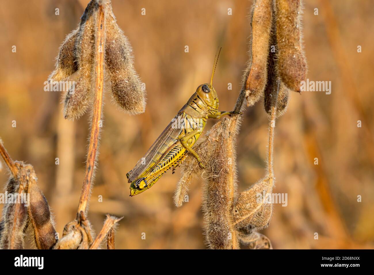 Gros plan de la variété de grains de soja différentiel sur une plante de soja pendant la récolte d'automne. Concept de dommages aux insectes, lutte antiparasitaire, perte de rendement Banque D'Images