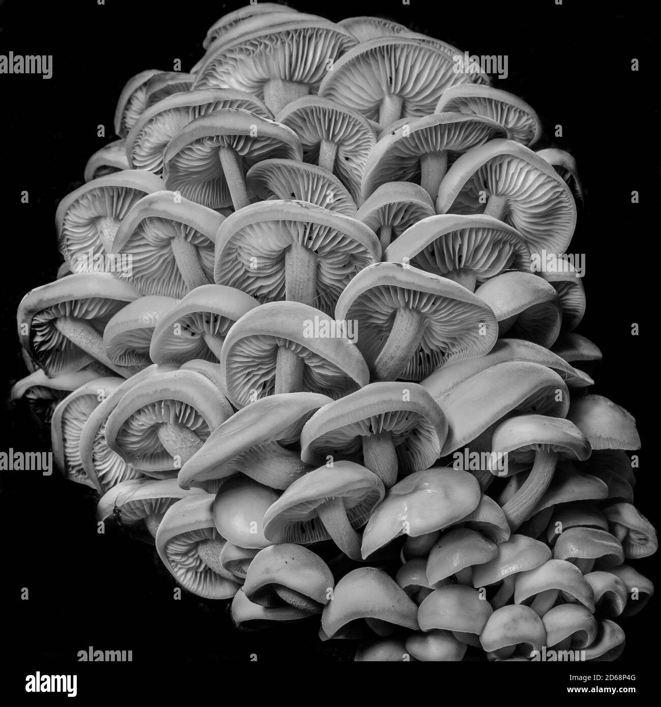 Champignons comestibles flamulina velutipes sur bois sombre. Texture des champignons de la nature. Fond de champignons de bois. Banque D'Images