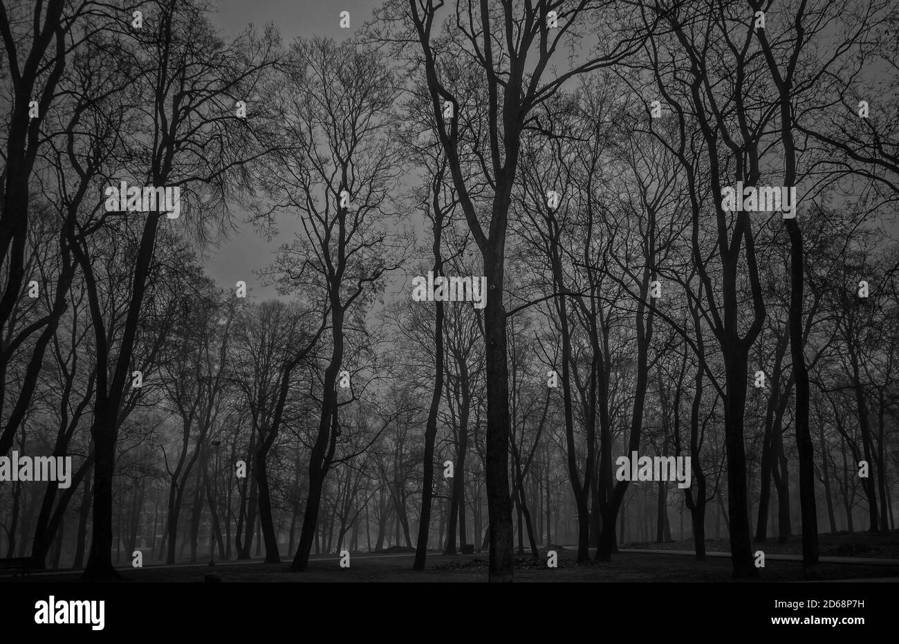 Atmosphère mystérieuse et désossée dans une forêt sombre. Silhouettes d'arbres. Paysage de bois effrayant. Prise de vue en noir et blanc. Banque D'Images
