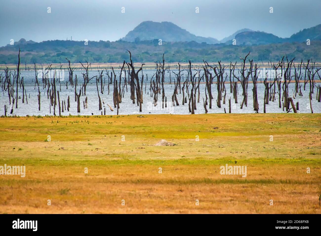 Terres humides, Parc national de la Kudulla, Sri Lanka, Asie Banque D'Images