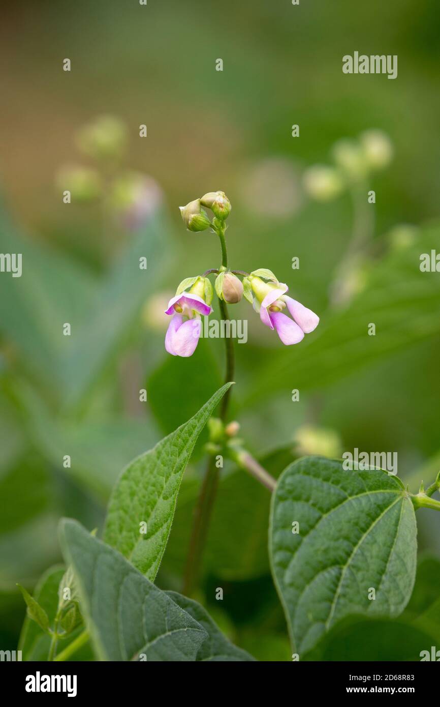 Fleur de plante de haricot vert Banque de photographies et d’images à haute résolution Alamy