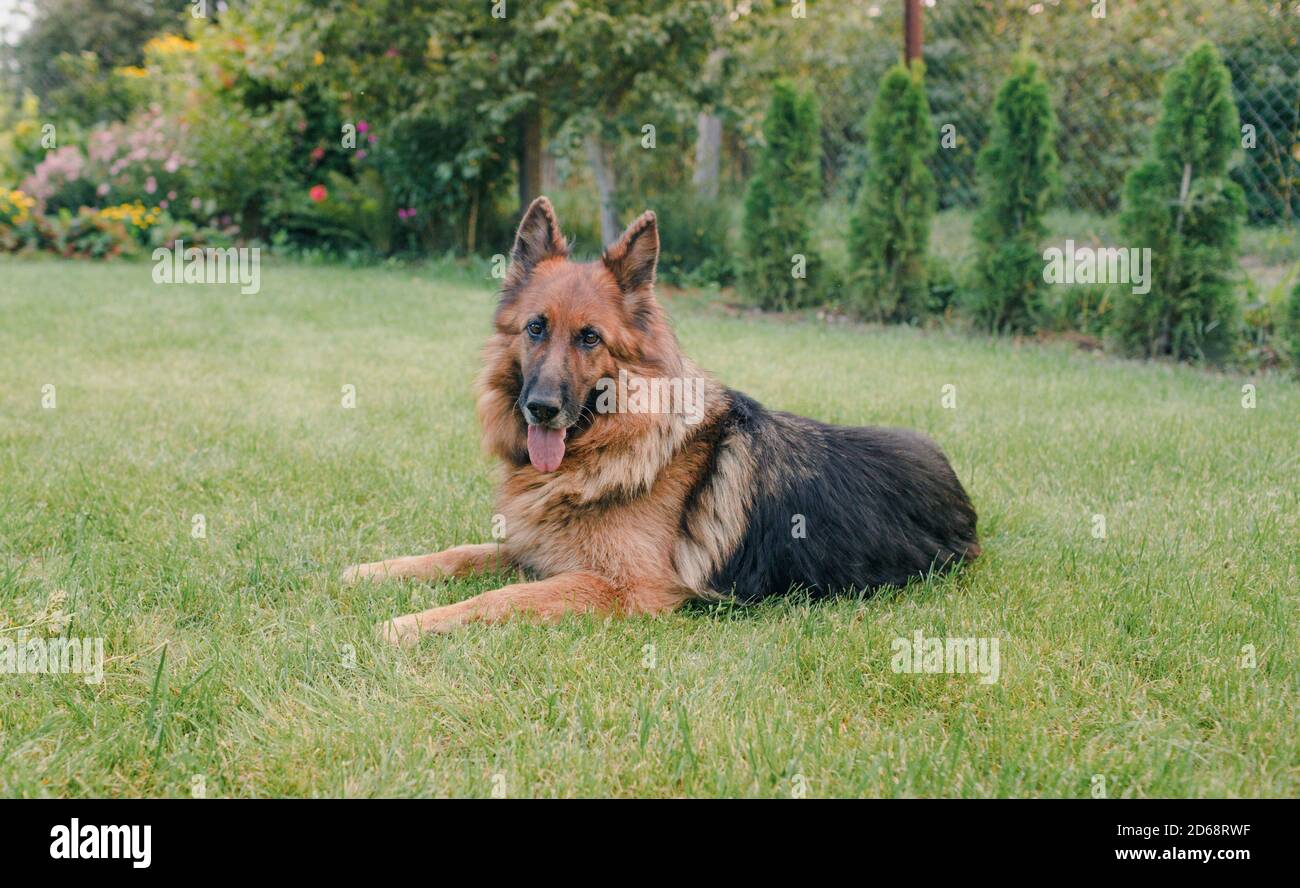 Chien Berger Allemand, se trouve sur un jeune vert de l'herbe parmi les fleurs de couleur jaune Banque D'Images