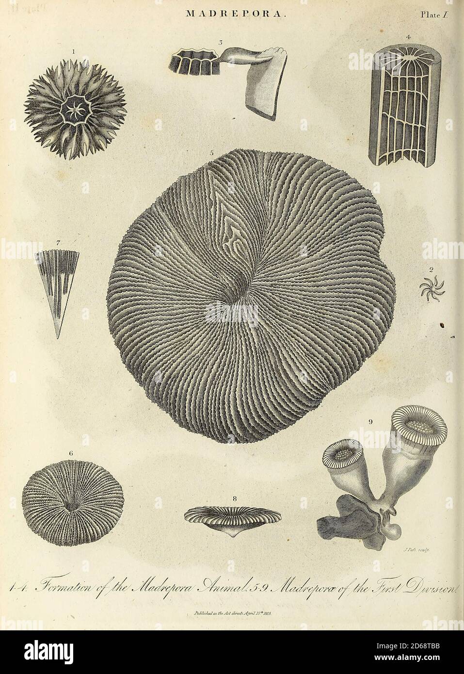 Illustration du XIXe siècle de Madrepora ('autre de pores') est un genre de coraux pierreux, souvent trouvés formant des récifs ou des îles dans des endroits tropicaux. Les noms de Madrevpore et Madremporaria étaient autrefois appliqués universellement à tout corail pierreux de la famille Scleroactinia. Ils se reproduisent de trois façons distinctes, découvertes par le zoologiste marin Anne Thynne (1800-1866).[2] il est communément appelé corallienne. La colonie est ramifiée avec de petits polypes dans des coupes cylindriques séparées par du coenoseum perforé. Le polype terminal porte six tentacules, tandis que les polypes latéraux portent des tentacules de tweve. Madrepora est economicall Banque D'Images