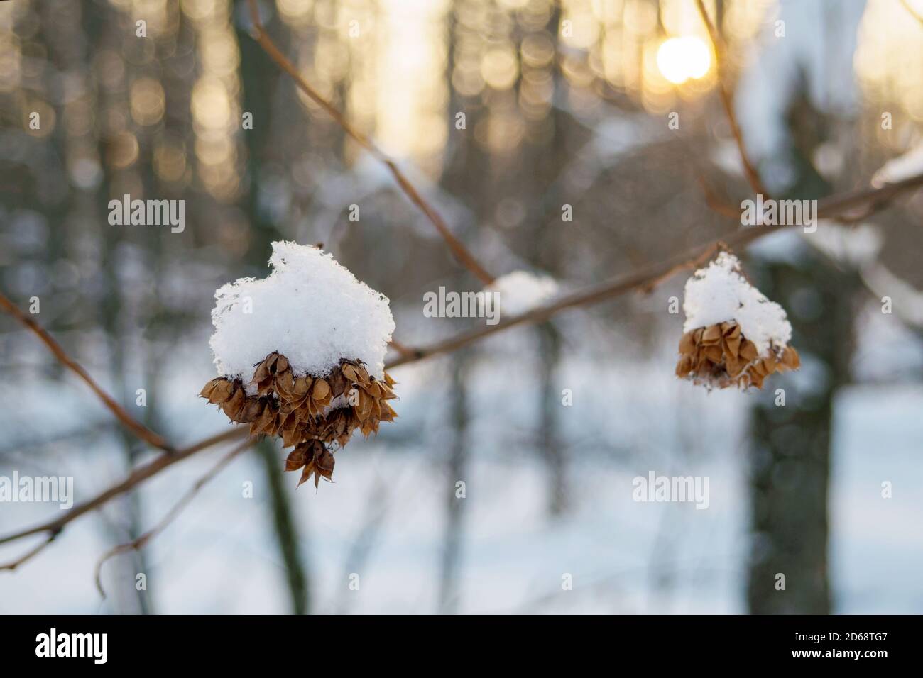 Branche sèche sous la neige, mise au point sélective. Gros plan de la plante avec chapeau de neige dans la forêt d'hiver dans la soirée Banque D'Images