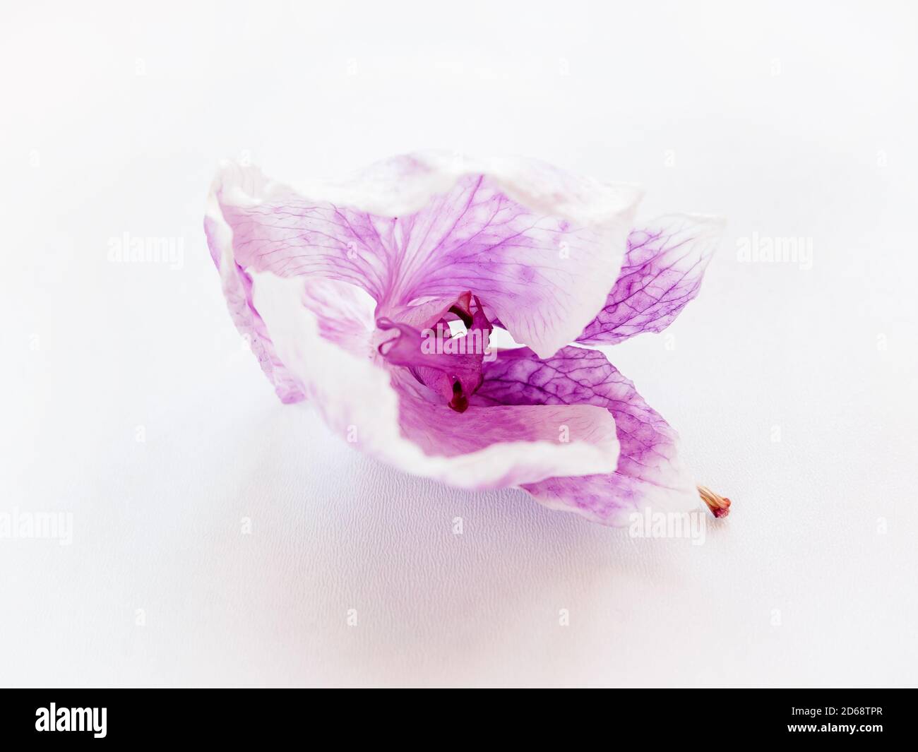 gros plan de l'orchidée de fleur violette séchée sur fond blanc, foyer sélectif Banque D'Images