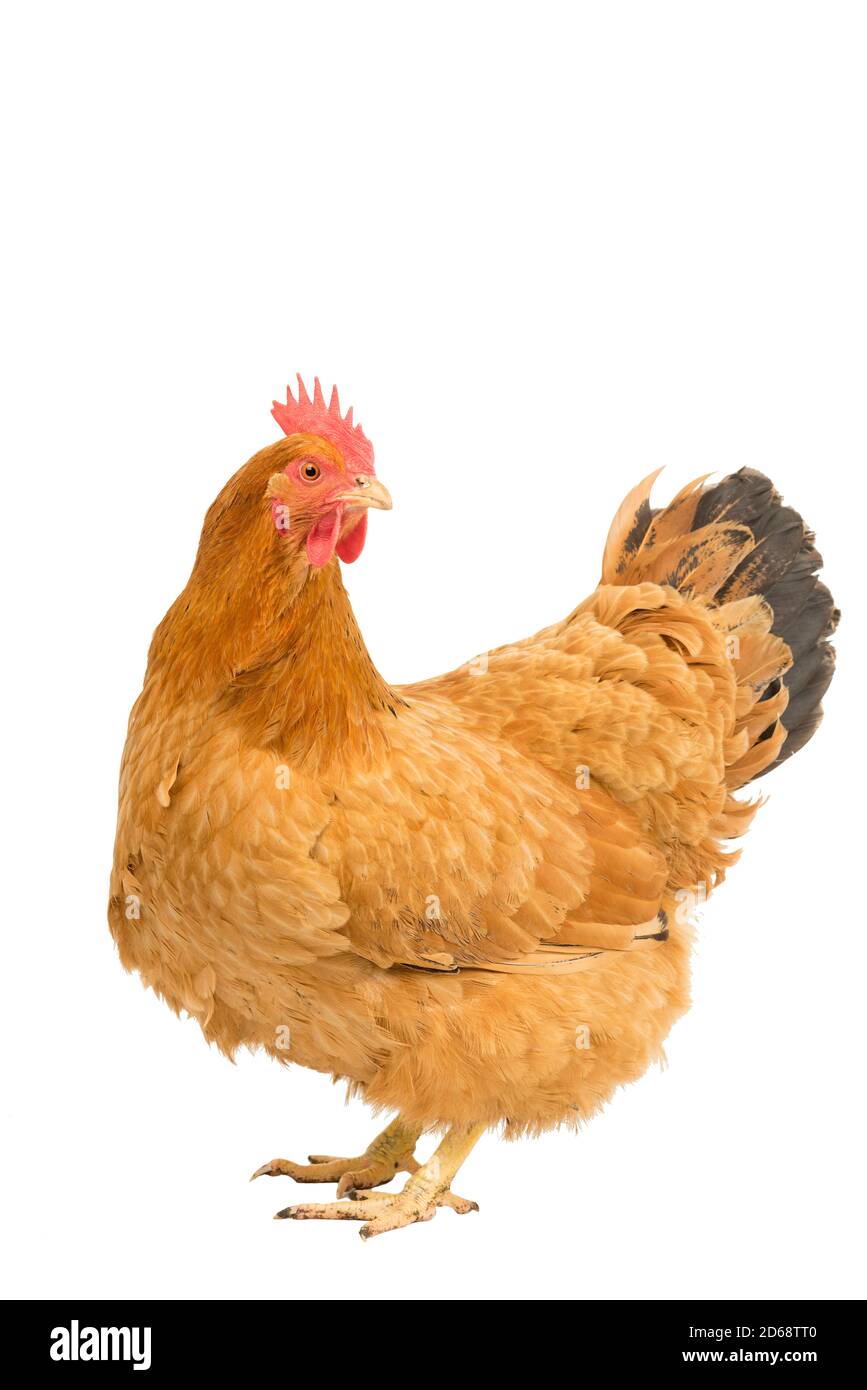Un portrait d'un poulet de poule rouge du New Hampshire debout corps entier isolé sur fond blanc Banque D'Images