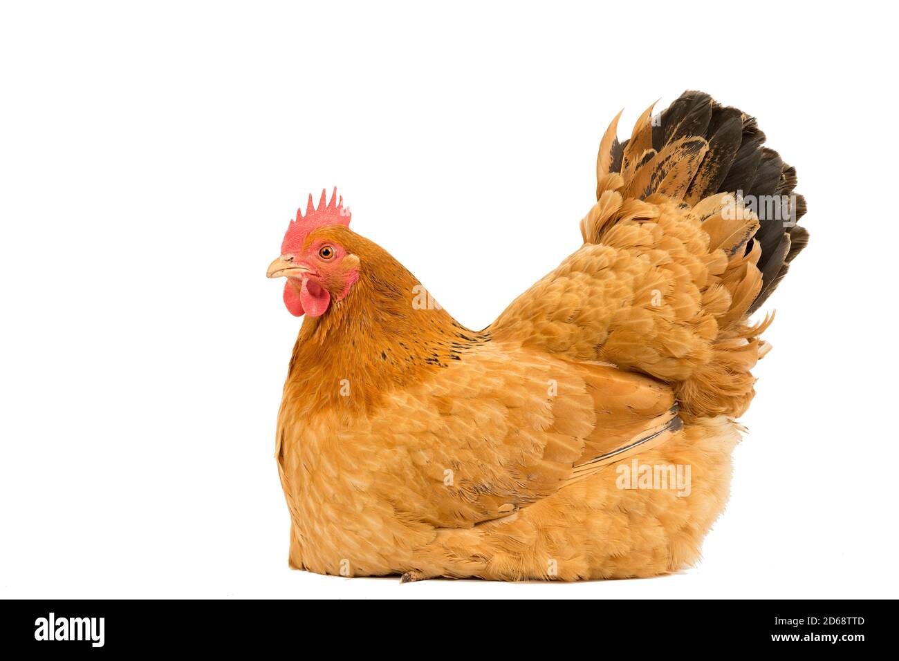 Un portrait d'un poulet de poule rouge du New Hampshire assis duvet de reproduction, tout le corps isolé sur un fond blanc Banque D'Images