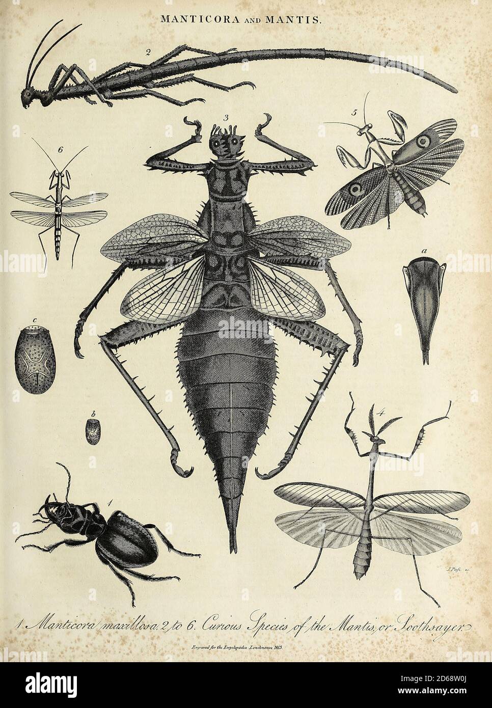 Manticora [dendroctones du tigre] et Mantis Copperplate gravure de l'Encyclopédie Londinensis or, Dictionnaire universel des arts, des sciences et de la littérature; Volume XIV; édité par Wilkes, John. Publié à Londres en 1816 Banque D'Images