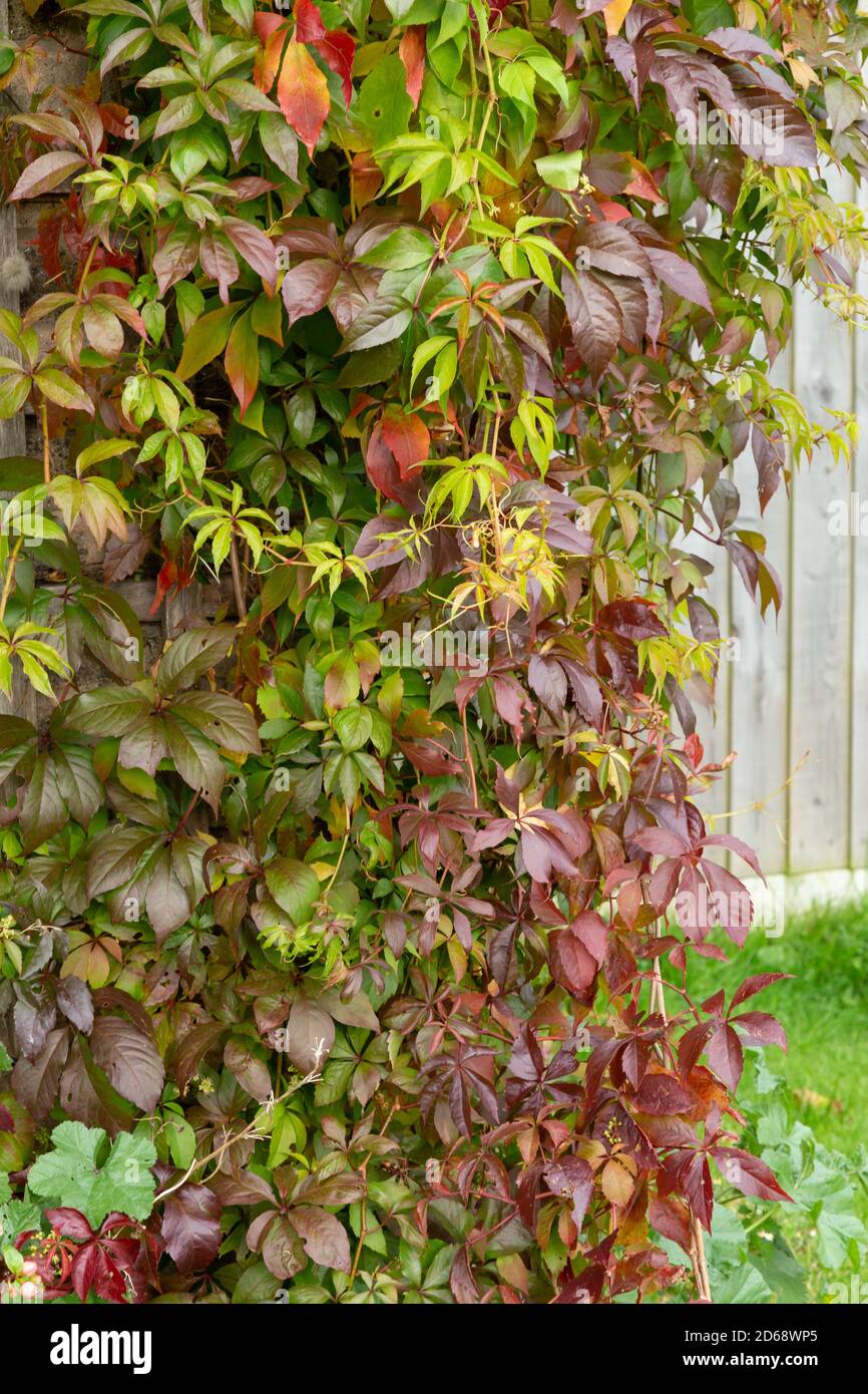 Virginia Creeper Vine grandit en trelis en automne. Banque D'Images