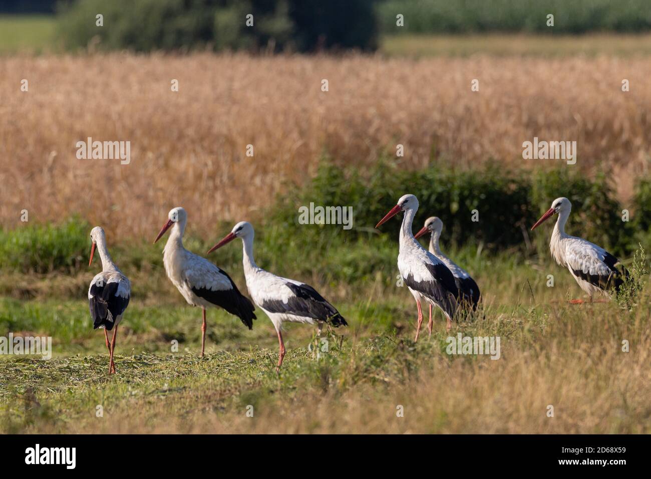 Groupe de White Stork dans la prairie, Podlaskie Voivodeship, Pologne, Europe Banque D'Images