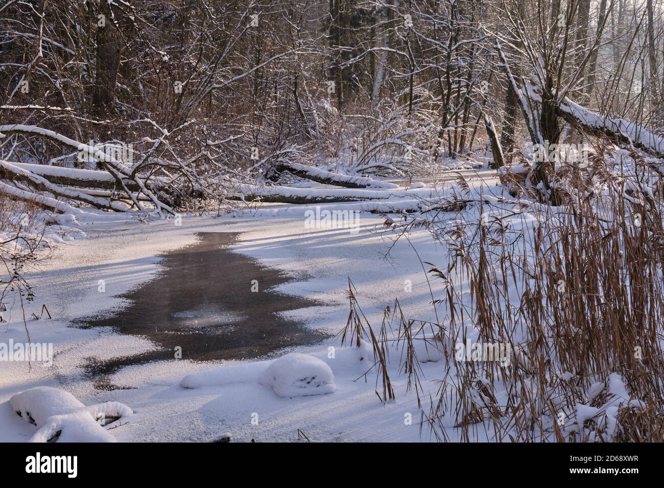 Paysage d'hiver de la rivière Lesna gelée en journée ensoleillée avec neige sèche de roseaux enveloppée en premier plan, Podlasie Voivodeship, Pologne, Europe Banque D'Images