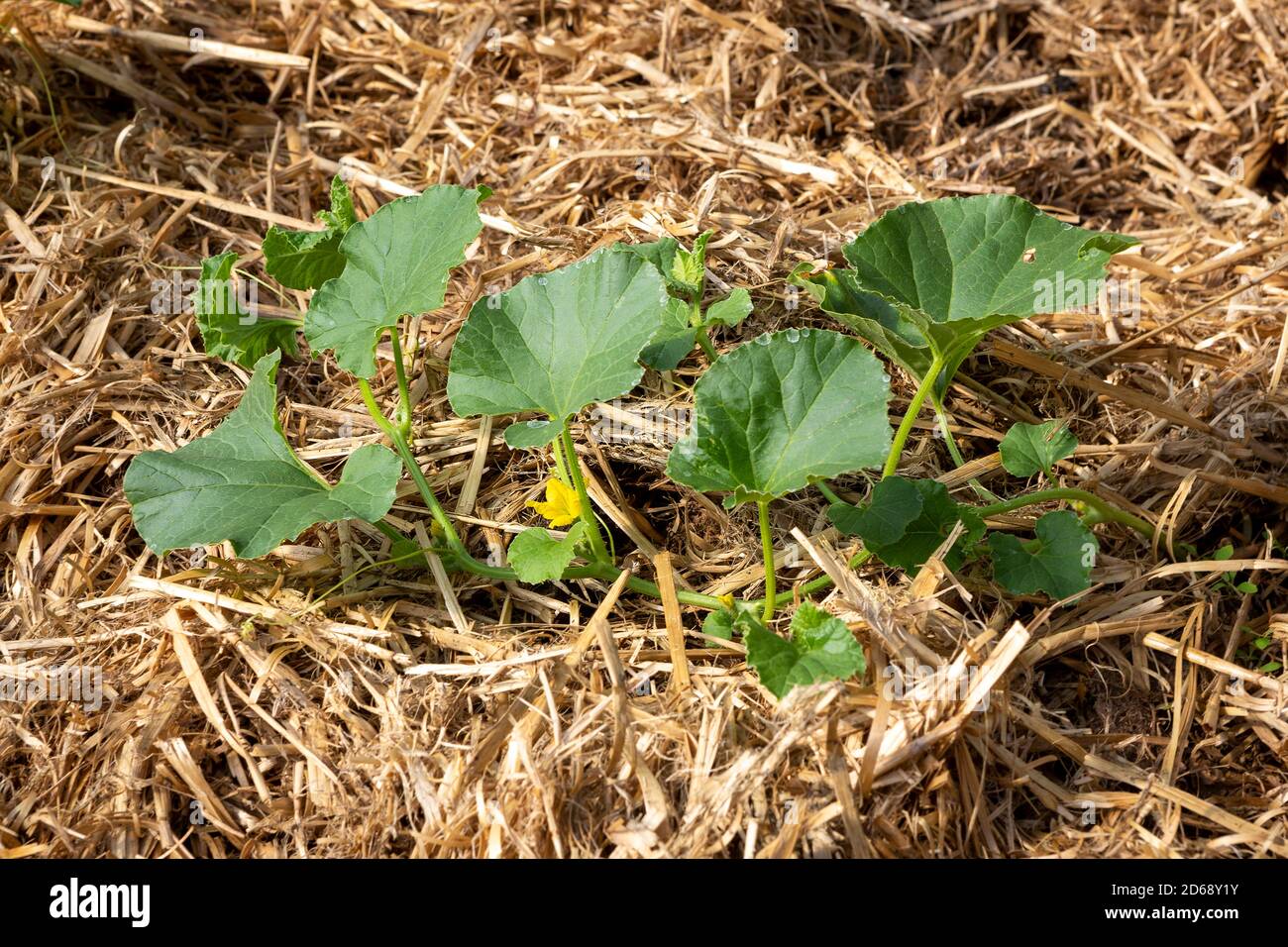 Une jeune plante de Cantaloup ou de melon de Charentais biologique (Cucumis melo var. Cantalupensis) qui pousse dans une litière de paillis de paille. Banque D'Images