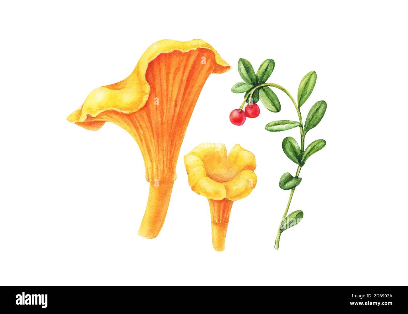 Illustration d'aquarelle chanterelle jaune de forêt de champignons isolée sur fond blanc Banque D'Images