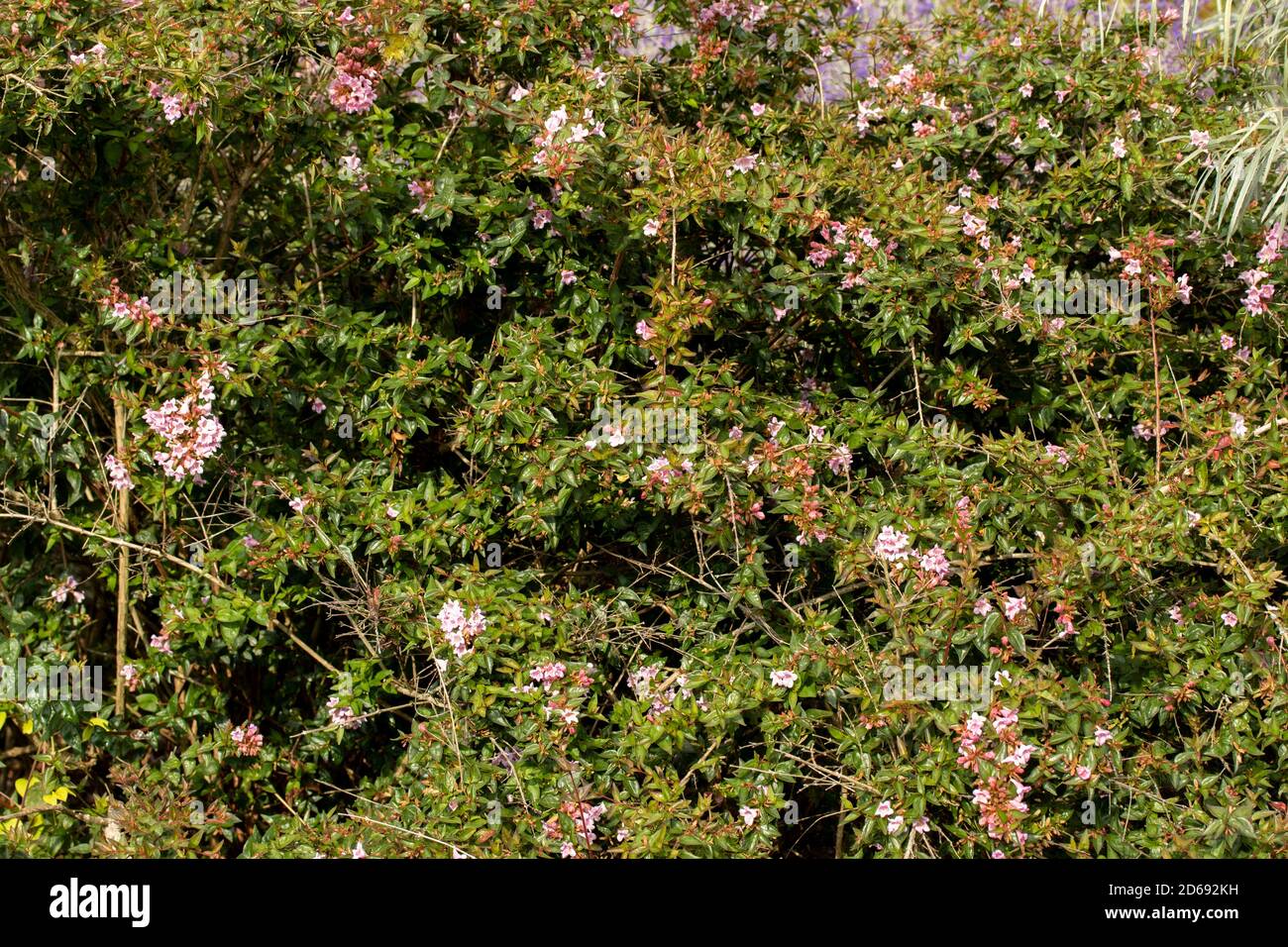 Abelia Grandiflora, plante de jardin à fleurs spectaculaires Banque D'Images