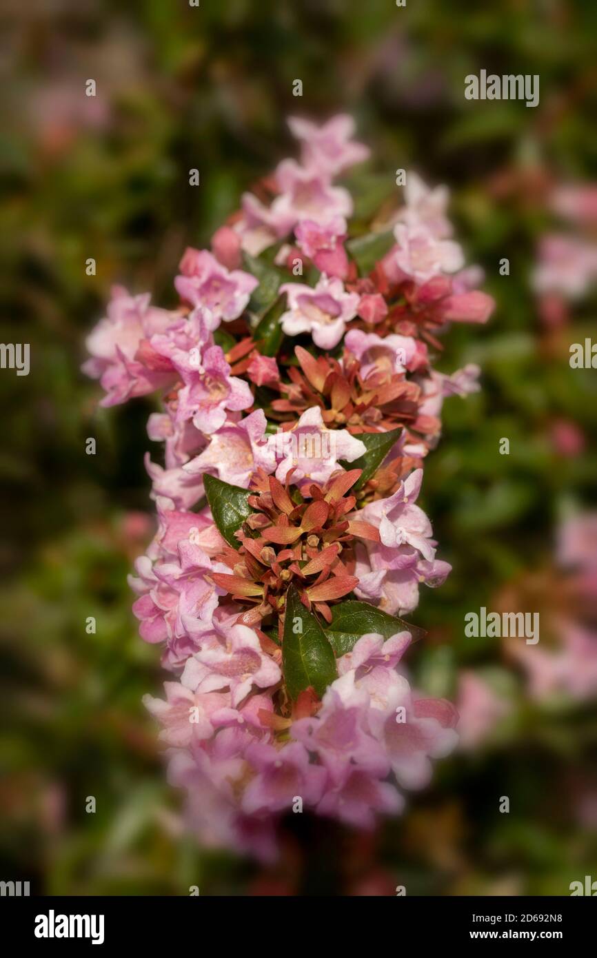 Abelia Grandiflora, plante de jardin à fleurs spectaculaires Banque D'Images