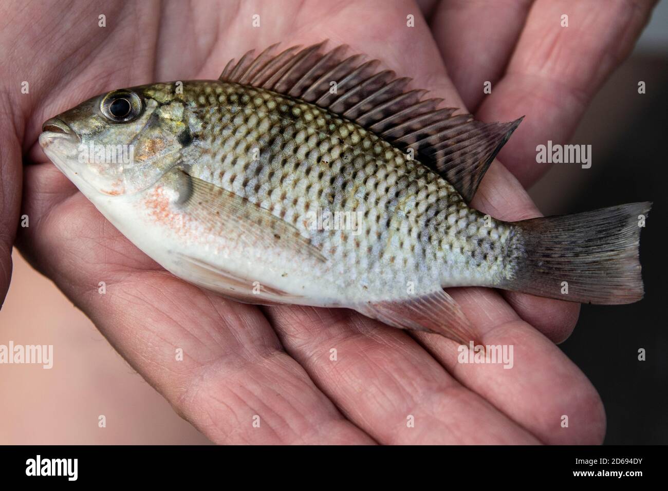 Petit poisson de type bream pêché dans un piège de poisson tissé de la rivière Okavango. Banque D'Images