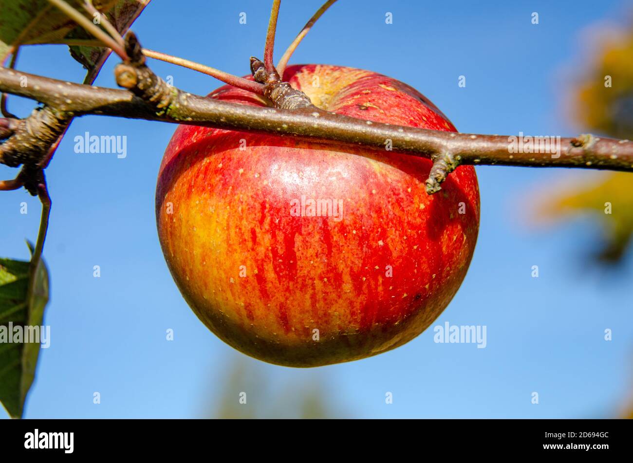 Une pomme rouge James Grieve encore attachée à l'arbre sur lequel elle a grandi dans un jardin. Banque D'Images