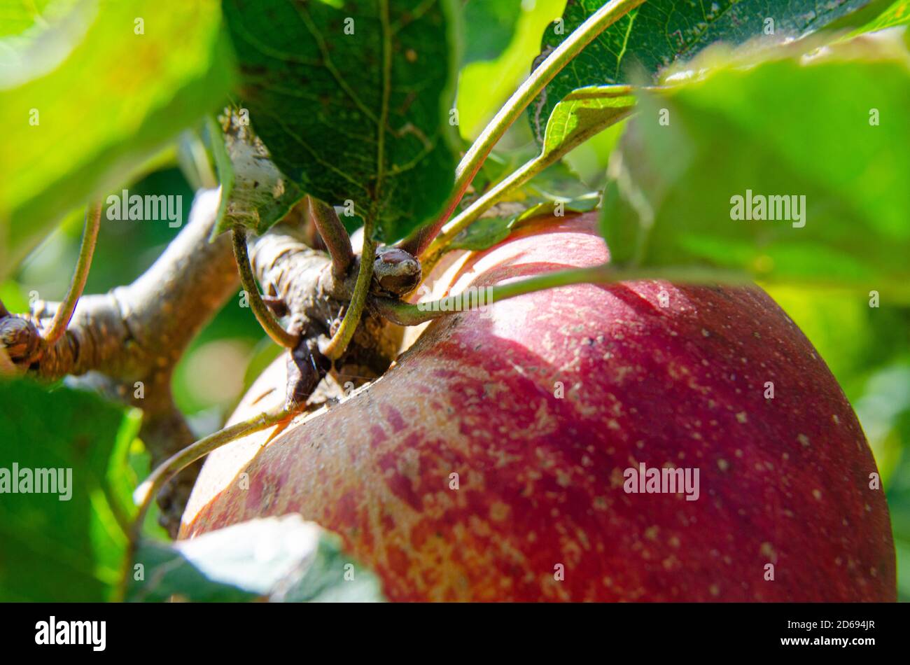 Une pomme rouge James Grieve encore attachée à l'arbre sur lequel elle a grandi dans un jardin. Banque D'Images