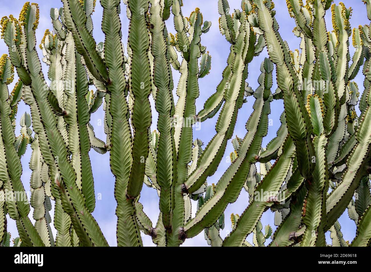 grand cactus contre ciel bleu Banque D'Images