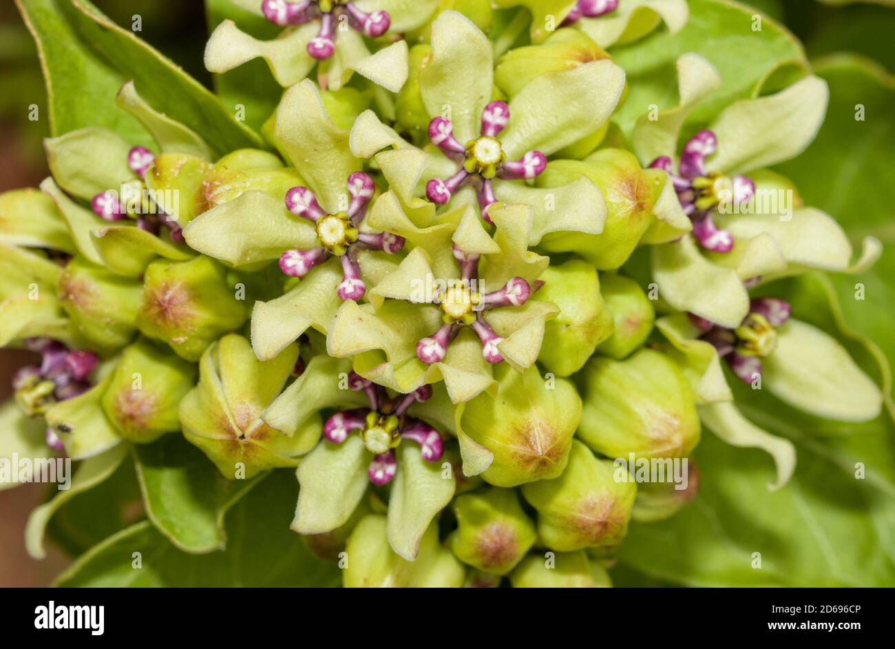 Gros plan de fleurs de milkaded vert d'antilopette, une plante hôte importante pour les chenilles de papillon Monarch Banque D'Images