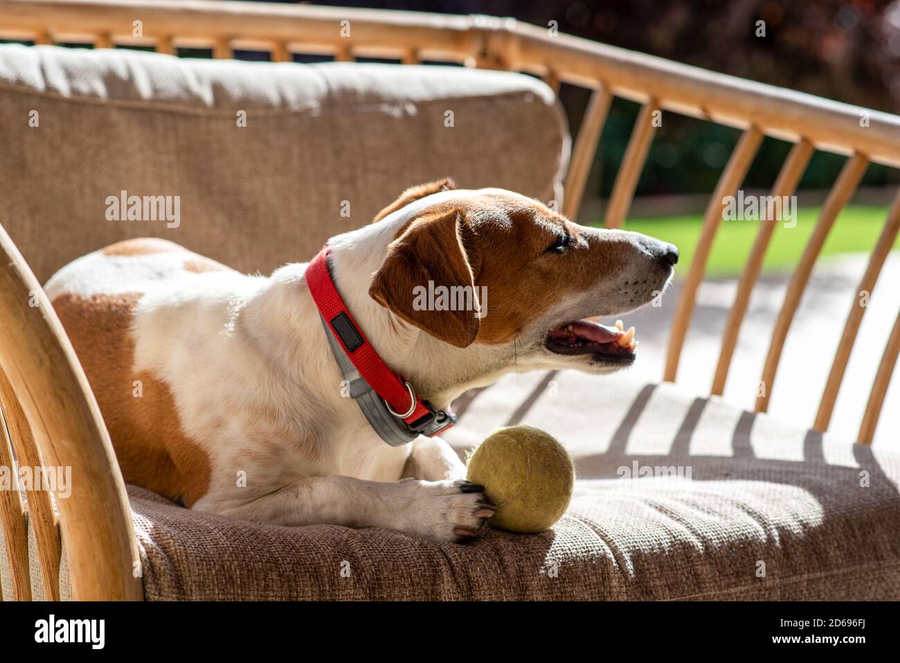 Le joli chien de terrier Jack Russell repose sur un fauteuil dans le jardin de l'arrière-cour par une journée ensoleillée. Des moments agréables et agréables. Banque D'Images
