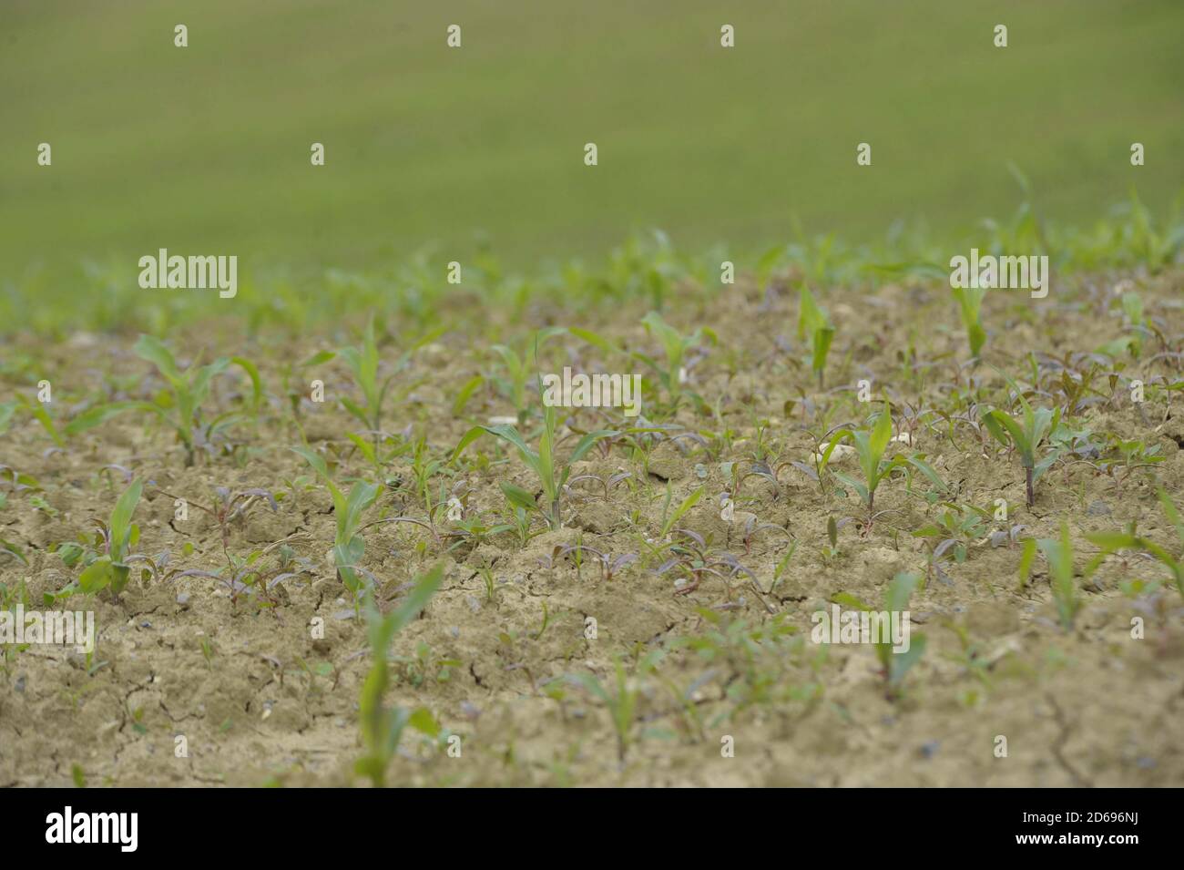 terres agricoles avec premières pousses dans le sol au printemps ensoleillé jour Banque D'Images