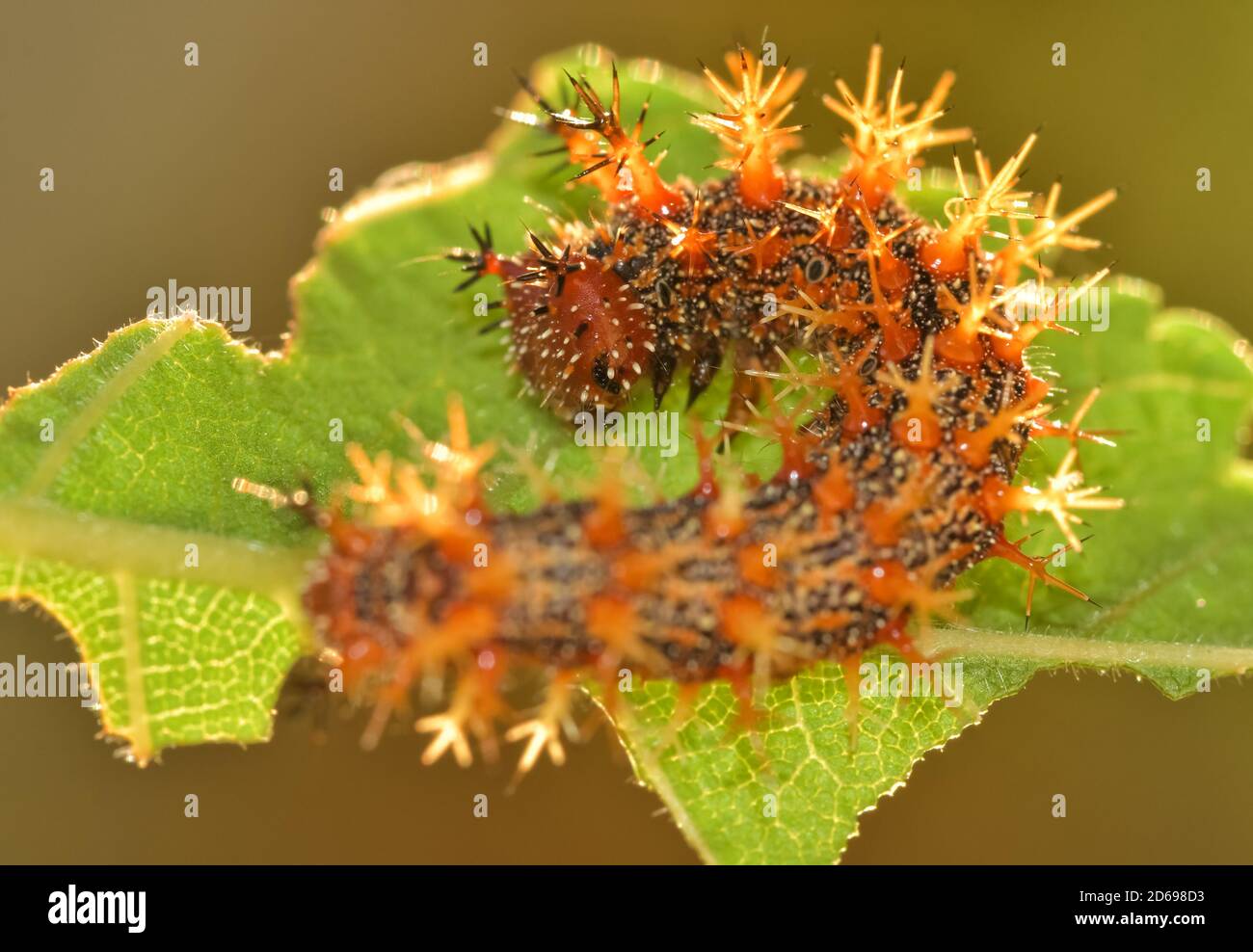 Question colorée et épineuse Mark papillon caterpillar reposant sur une feuille d'Elm, rétroéclairé par le soleil du soir Banque D'Images