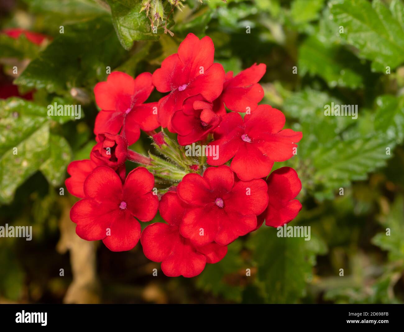 Gros plan de fleurs de Verbena rouge brillant Banque D'Images