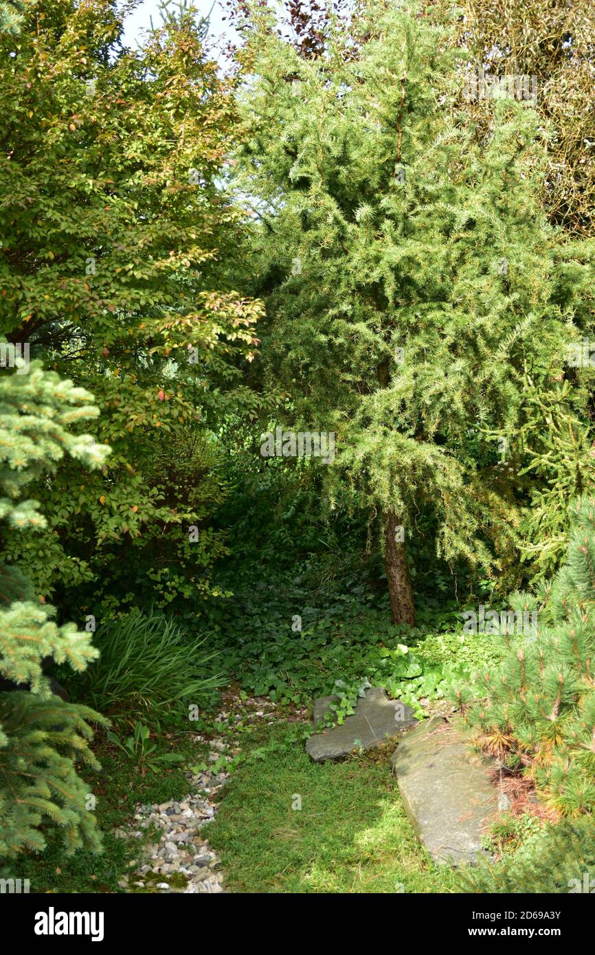 Un jardin aux couleurs de l'automne le jour d'octobre. Banque D'Images