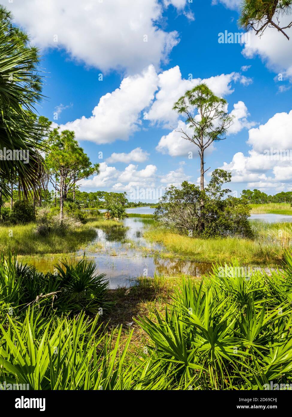 Webb Lale dans la zone de gestion de la faune de Fred C. Babcock/Cecil M. Webb à Punta Gorda, Floride, États-Unis Banque D'Images
