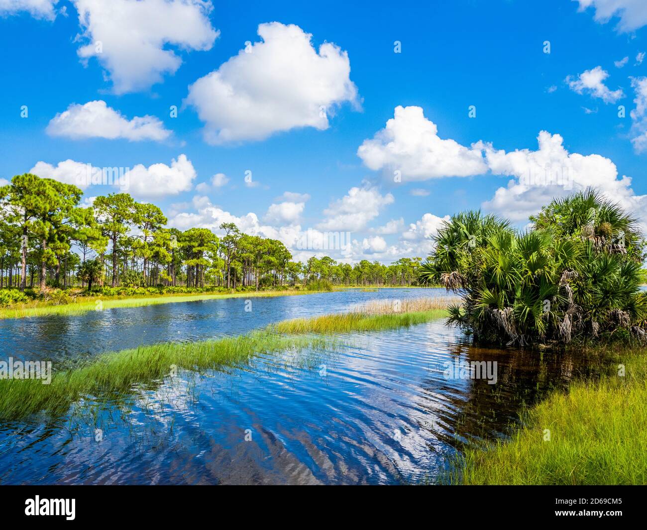 Webb Lale dans la zone de gestion de la faune de Fred C. Babcock/Cecil M. Webb à Punta Gorda, Floride, États-Unis Banque D'Images