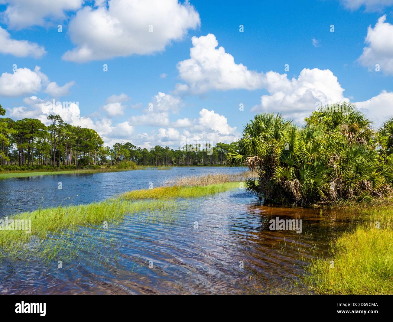 Webb Lale dans la zone de gestion de la faune de Fred C. Babcock/Cecil M. Webb à Punta Gorda, Floride, États-Unis Banque D'Images
