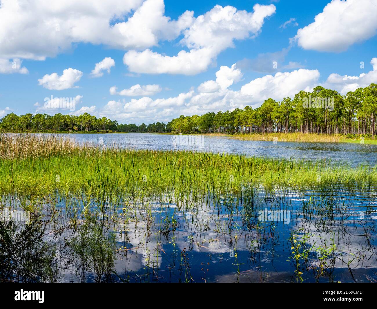 Webb Lale dans la zone de gestion de la faune de Fred C. Babcock/Cecil M. Webb à Punta Gorda, Floride, États-Unis Banque D'Images