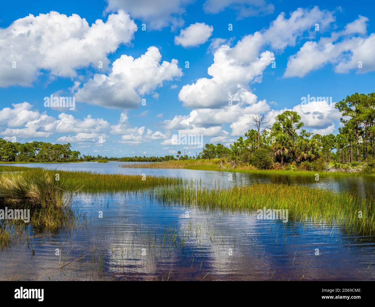 Webb Lale dans la zone de gestion de la faune de Fred C. Babcock/Cecil M. Webb à Punta Gorda, Floride, États-Unis Banque D'Images